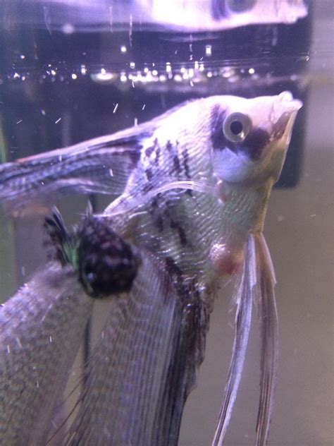 papilla fish|Angelfish Swollen And Ripped Up Papilla .